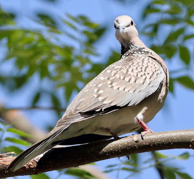 Spotted Dove - Resident