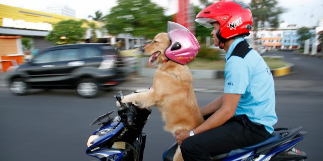 Ingin Lucu - Anjing Pintar Banget