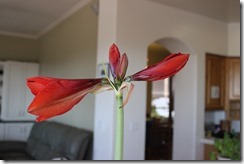 IMG_0226