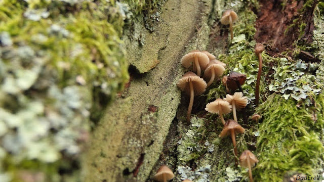 Des champignons sur un prunier blessé