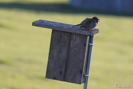 Noisy neighbor bird