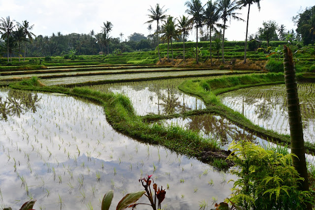 rizières Bali