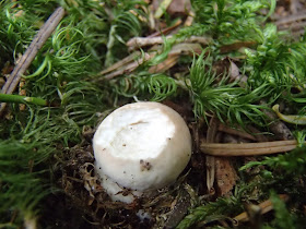 Orawa, Lipnica Wielka, Babia Góra, grzyby sierpniowe, grzybobranie na Orawie, borowik szlachetny, Boletus edulis