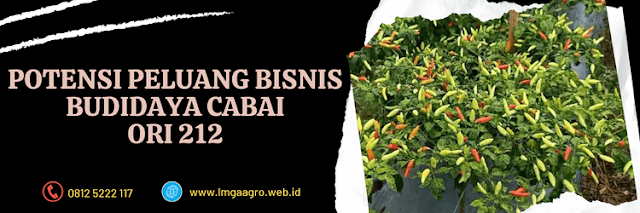 peluang,bisnis,agrobisnis,agribisnis,budidaya cabai ori 212