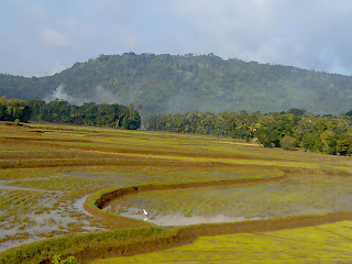 Beautiful Paddy fields in Sri Lanka