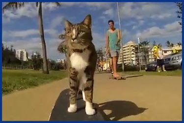 Die weltbeste Skateboard-Katze