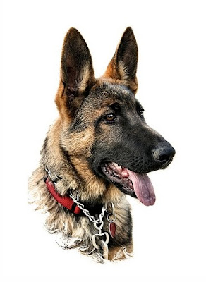 genetic traits in german shepherd dog breed