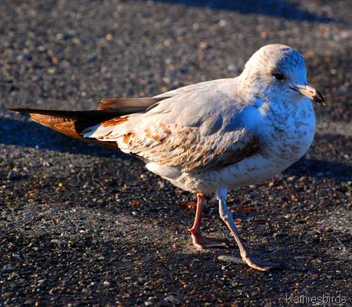 32. Webster gull-kab