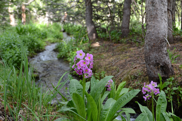 flowers by a stream