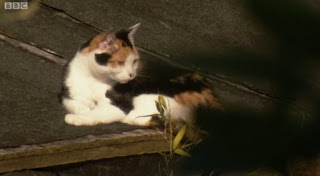 Cat on the roof