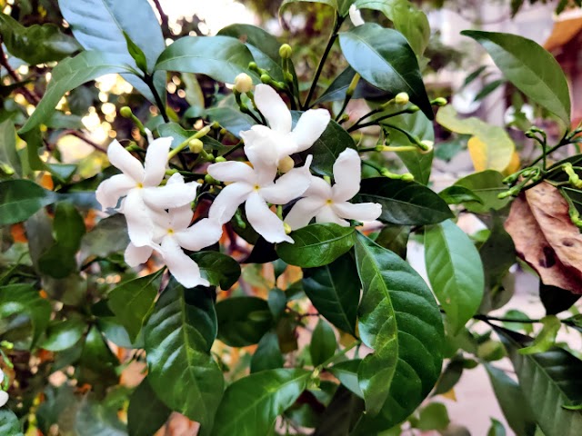 Tabernaemontana: How to Grow & Care Crape Jasmine Plants