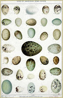 Bird Eggs Pictures