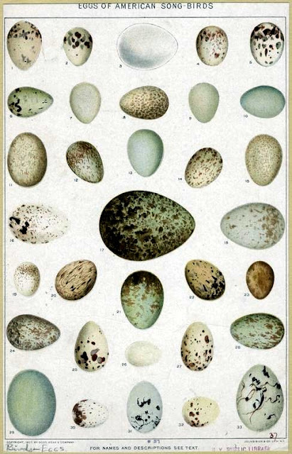 Bird Eggs Pictures