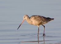 Florida Shore Birds Identification