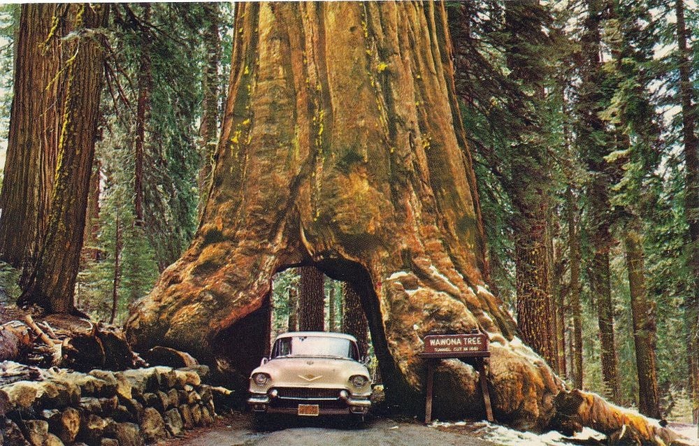 wawona-tree-2