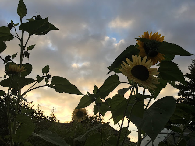 evening sunflowers