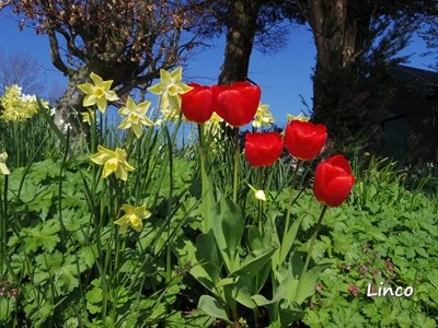 #136 イギリスの春の花 (Grange湖水地方)
