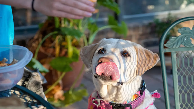 Dog Licking