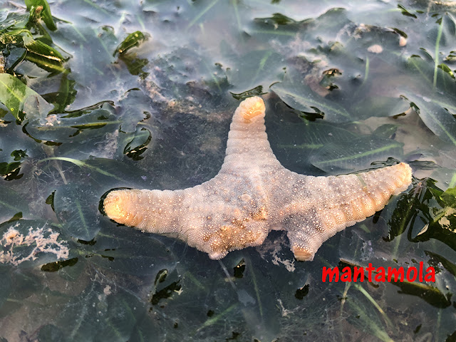 Biscuit sea star (Goniodiscaster scaber)