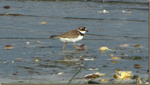 birding south beach_012