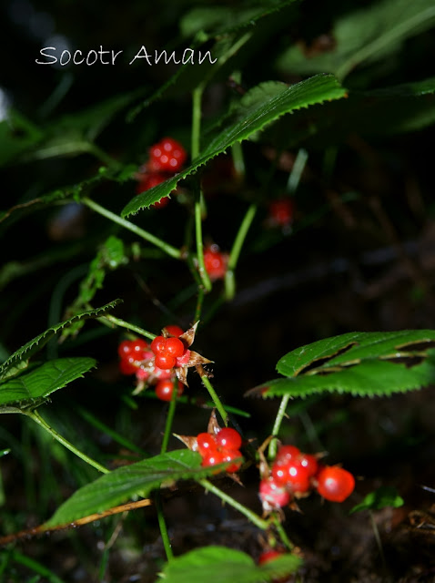 Rubus hakonensis