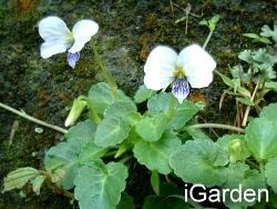 花心之旅 日本 山野草盆栽 園藝部落格 Igarden 花寶愛花園園藝文摘plus