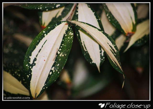 Foliage close up picture