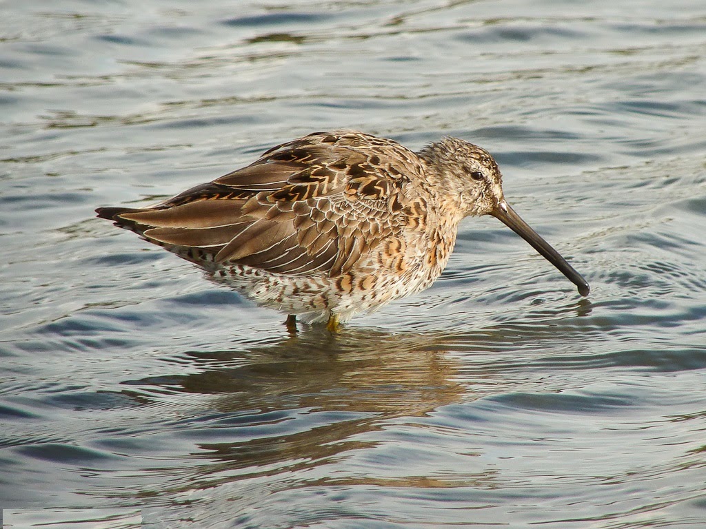 Short-billed Dowitcher HD Wallpapers