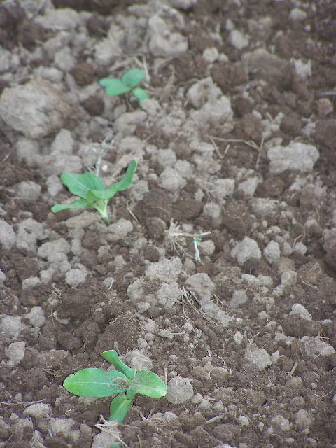 Sunflower plants in garden