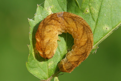 Agaatvlinder - Agaatflinter - Phlogophora meticulosa