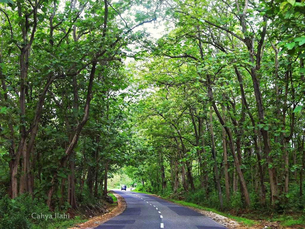 Geoformation PERSEBARAN FLORA DAN FAUNA DI INDONESIA