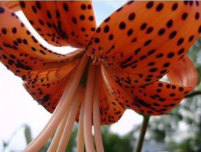 Tiger Lilies Flowers