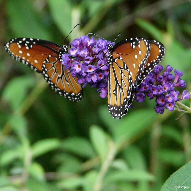 Monarchs on Purple Butterfly Bush it's a flittery Picnic!