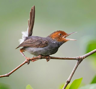 Suara Burung Prenjak Ngebren Buat Masteran