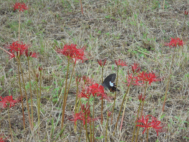 彼岸花の蜜を吸うクロアゲハ蝶