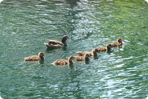 Baby ducks