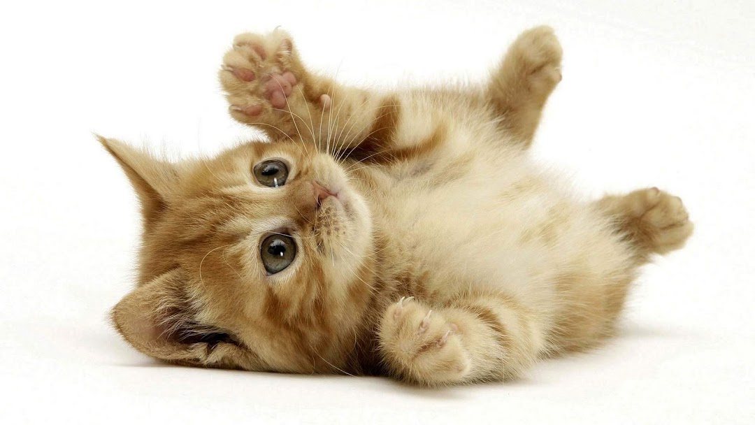 Cat hd wallpaper 2