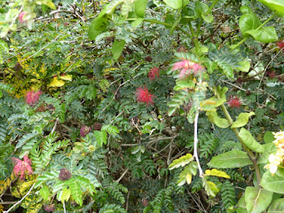 Pompon de soie - Calliandra sp. - Arbre aux houppettes 