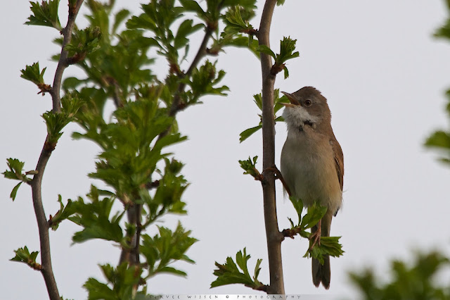 Grasmus - Whitethroat - Sylvia communis