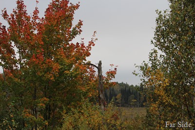 Tree at Guyles lake
