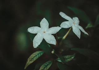 জুঁই ফুলের পিক