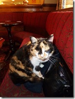 corbridge mittens the cat