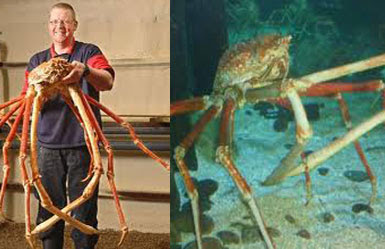 Crabzilla – Japanese Giant Spider Crab