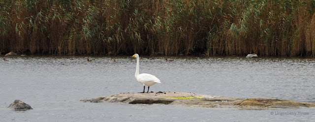 lingonberryhouse, whooper swan, laulujoutsen, kansallislintu