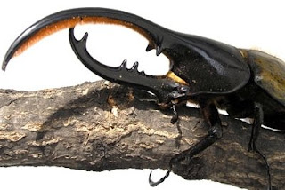 Jenis Kumbang Tanduk Di Dunia