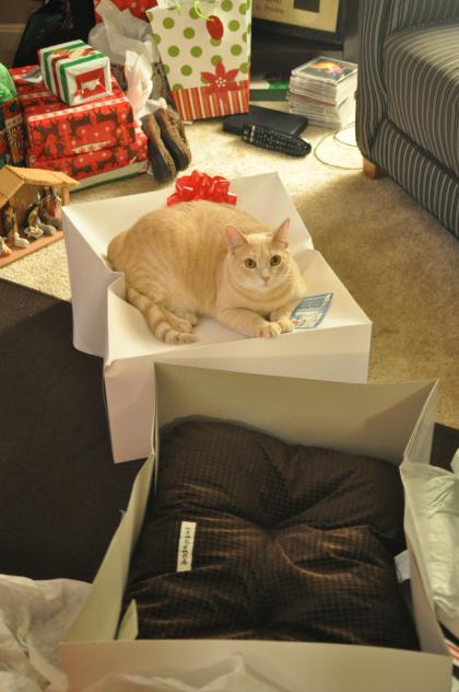 foto de gato durmiendo encima de los regalos de navidad