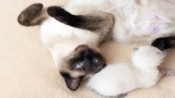 Siamese Cat Breed