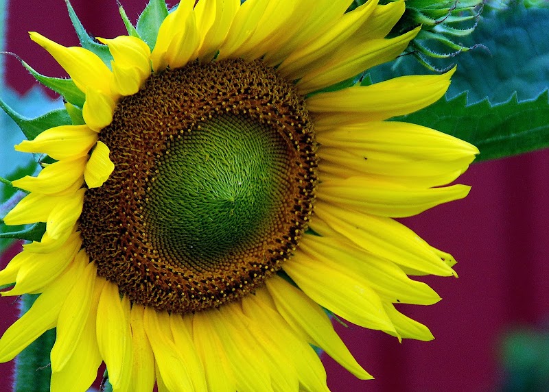 12+ Gambar Bunga Matahari Yang Layu, Inspirasi Terbaru Untuk Kamu!