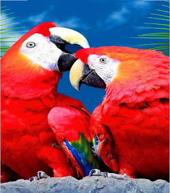 red-parrot-kissing-wallpapers