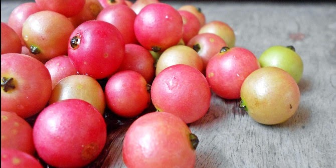 What are the Health benefits of an Eating Muntingia Fruit 